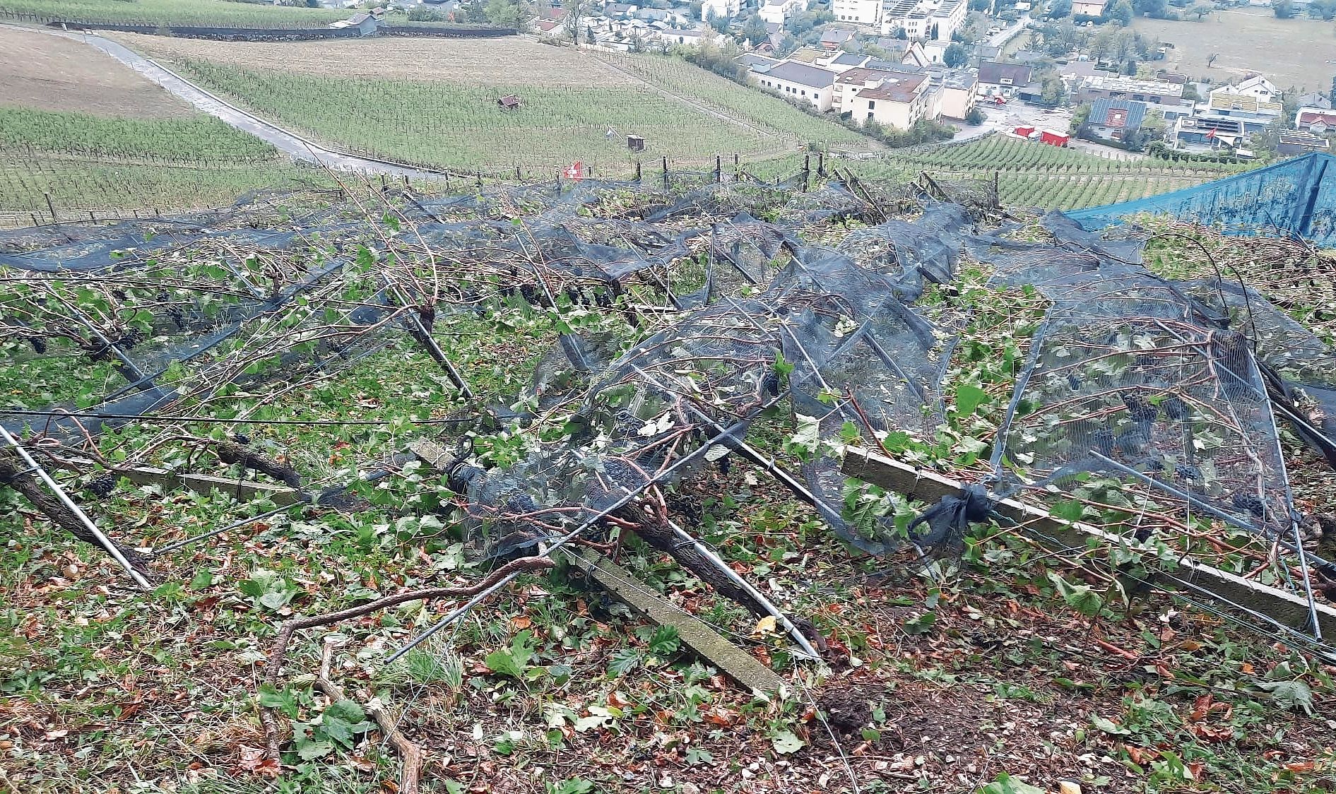 Rebenanlage mit Netzen komplett zerstört.Bild: zVg Rebenanlage mit Netzen komplett zerstört.Bild: zVg