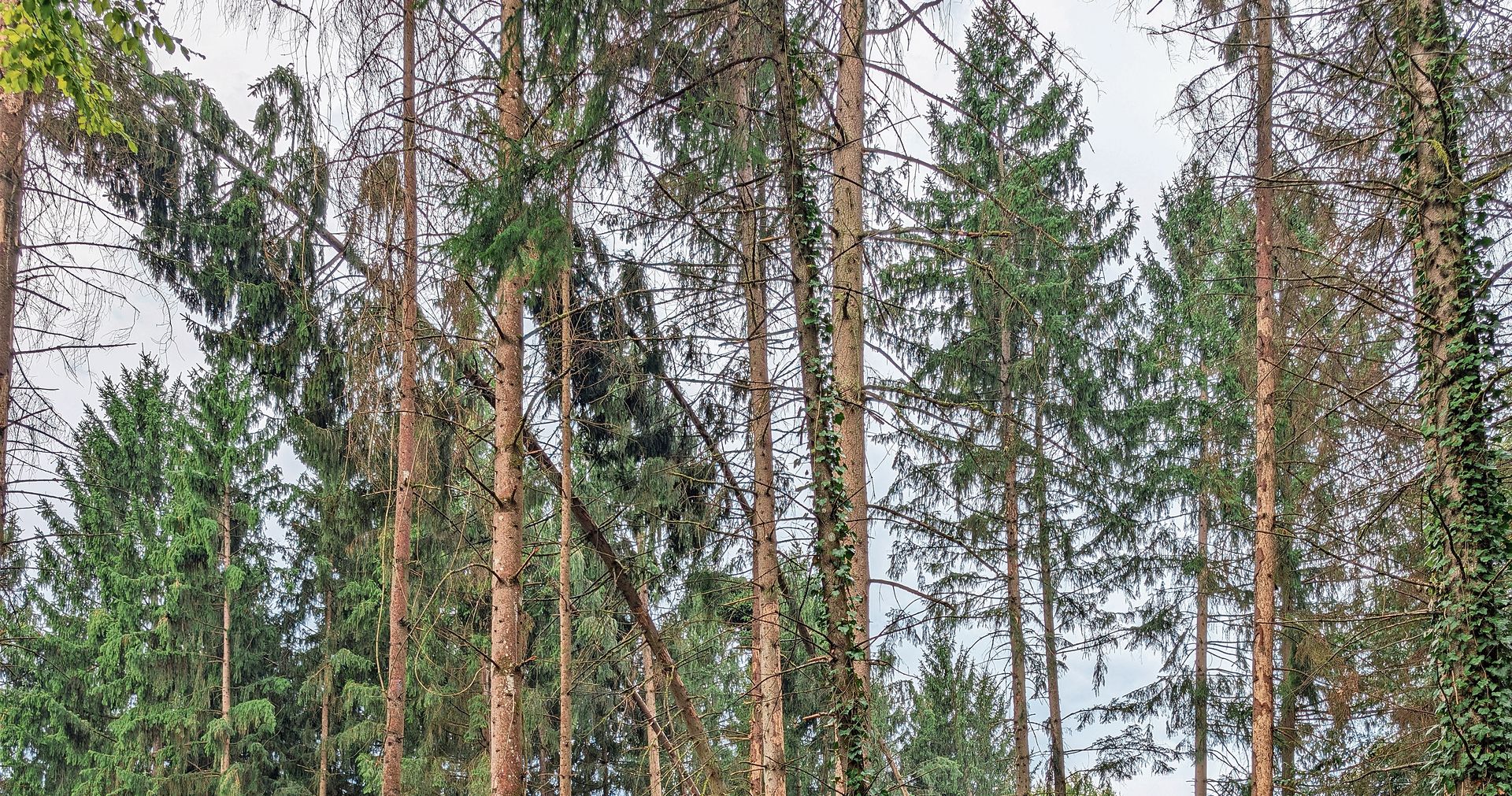 Die gebogenen Bäume erholen sich nicht mehr vom Sturm.