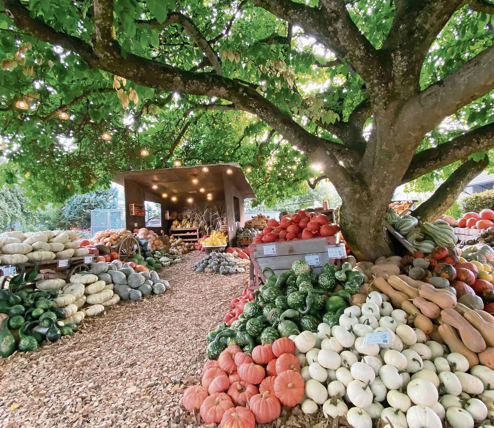 Kürbisausstellung im Obstgarten an der Dorfstrasse mit 180 verschiedenen Sorten.Bilder: Melanie Bär