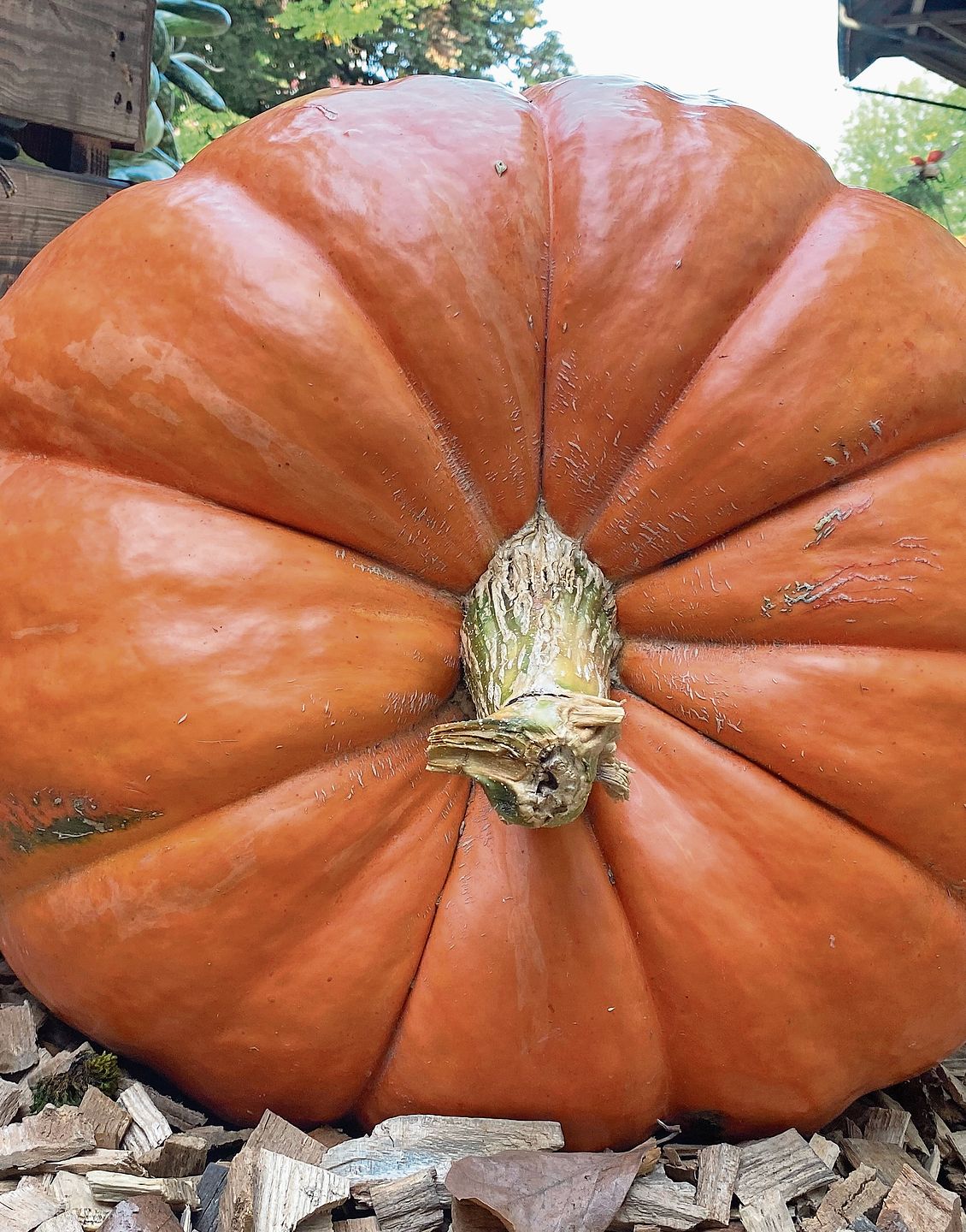 Atlantic Giant – dieses riesige Exemplar ist etwa 90 Kilogramm schwer.