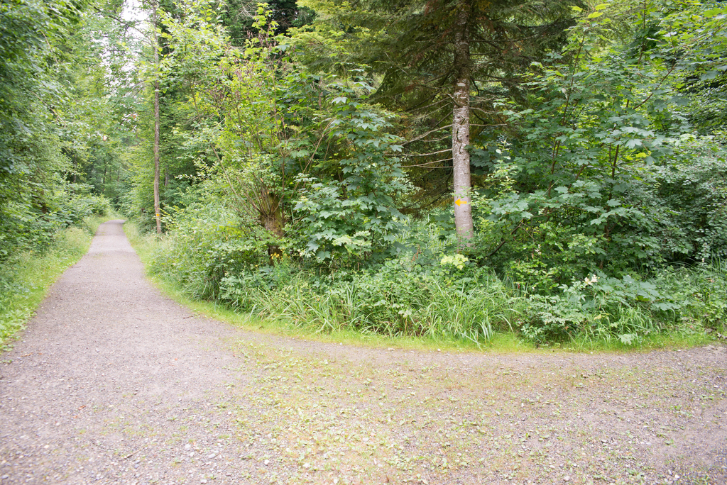 Kreuzung im Wald.
