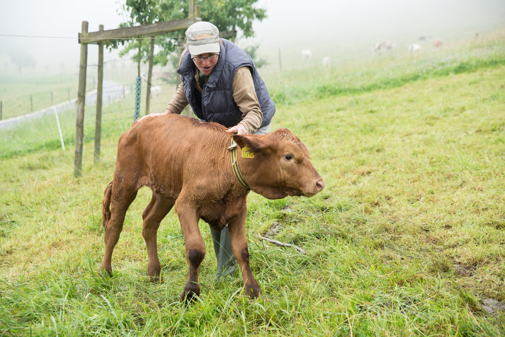 Dieses Kalb braucht Hilfe beim Aufstehen.
