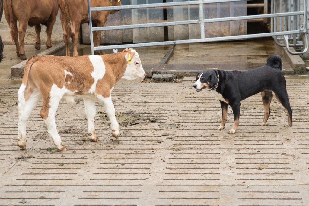 Neugieriges Kalb mit dem Hofhund.
