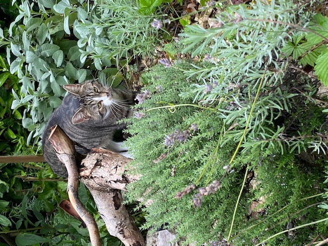 Kater Kaylo zu Besuch im Garten.
