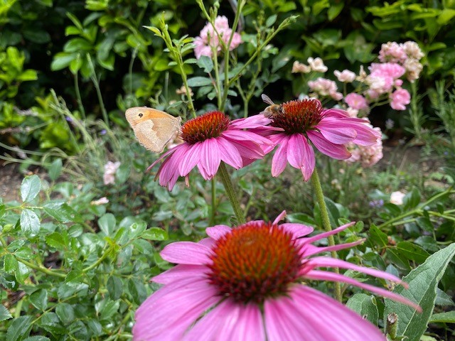 Schmetterling und Biene machen Halt.
