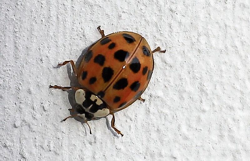 Ein typischer Asiatischer Marienkäfer.
