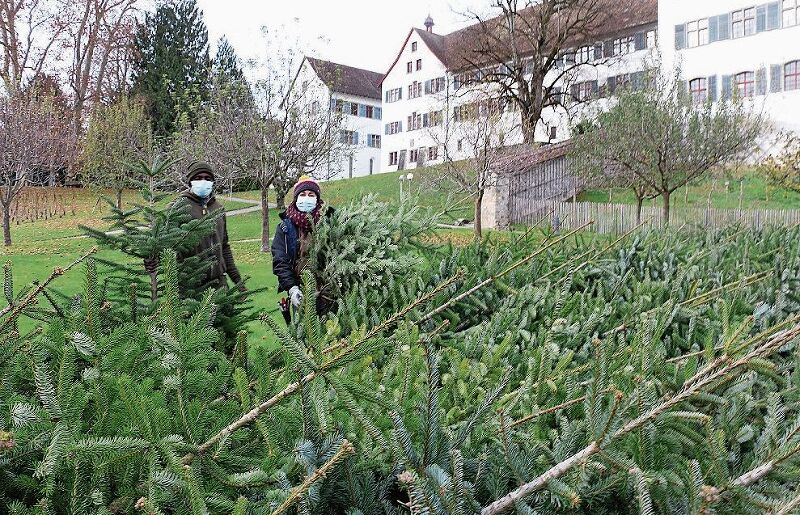 Noch befinden sich die Bäume in der Klostergärtnerei, doch schon bald werden sie auf dem Rathausplatz von den Helfern der KAB verkauft. Melanie Bär
