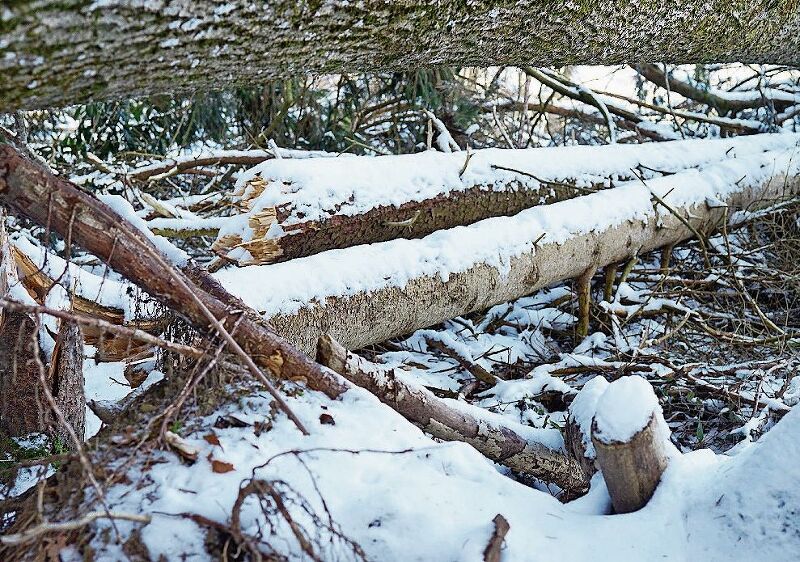 Förster Peter Muntwyler räumt im Wald auf: «Natürlich geht das manchen Leuten zu langsam. Aber wir können auch nicht zaubern.» (Bild: Romi Schmid)