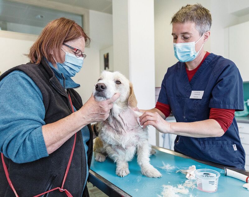 Edith Bruhin lässt ältere Hunde vor der Platzierung behandeln. (Bild: Sandra Ardizzone)
