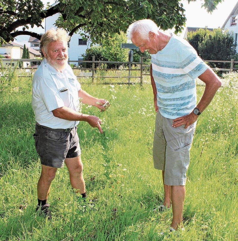 Gemeinsam machen Werner Hauenstein (l.) und Bernhard Gerig einen Beobachtungsgang auf der Workshop-Wiese. (Bilder: Graziella Jämsä)
