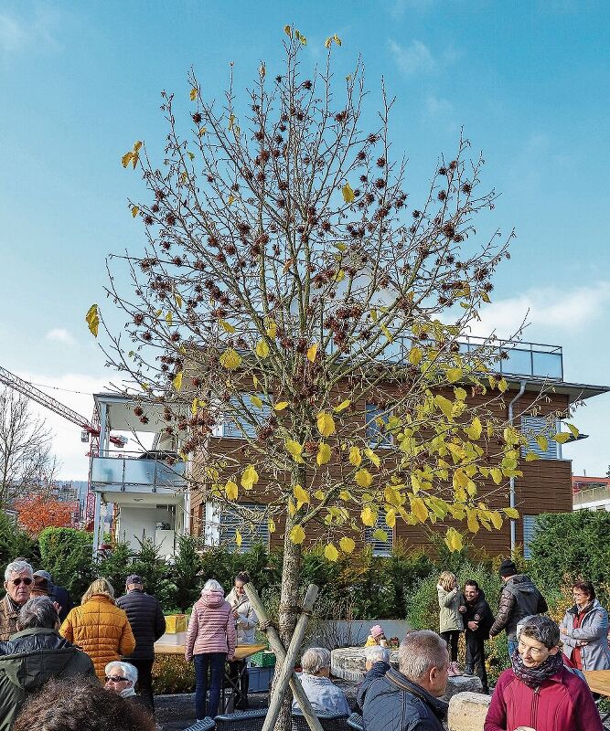 Der Platzbaum in symbolträchtiger Herbstlaune. (Bilder: Gaby Kost)