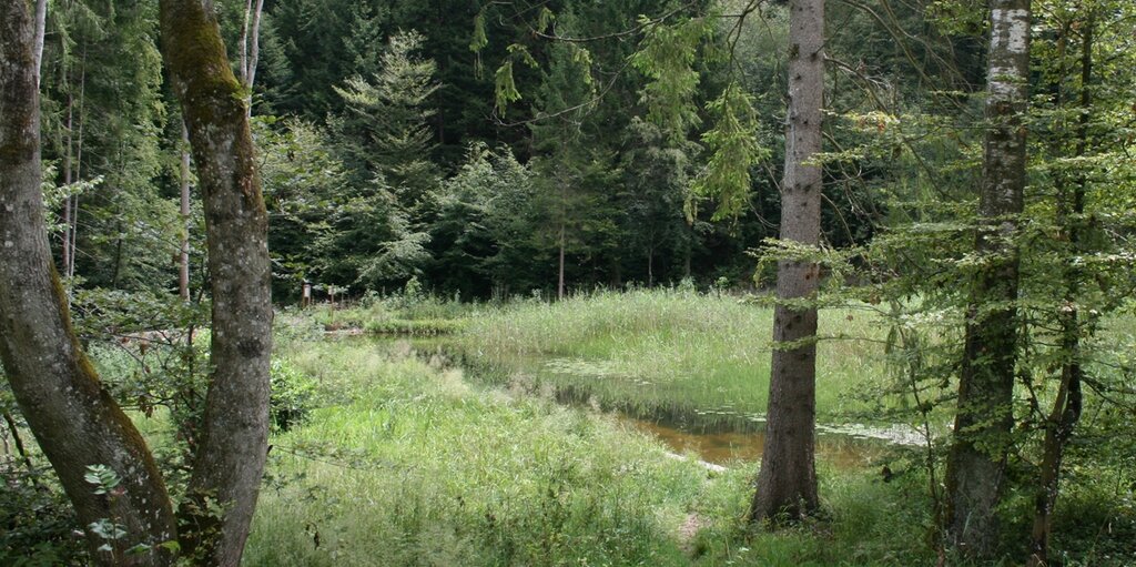 Das Alte Bad: Nach der Renovation können Wanderer hier am Waldrand auf dem Weg zwischen Spreitenbach und dem Franzosenweiher die Pflanzen- und Tierwelt beobachten.
