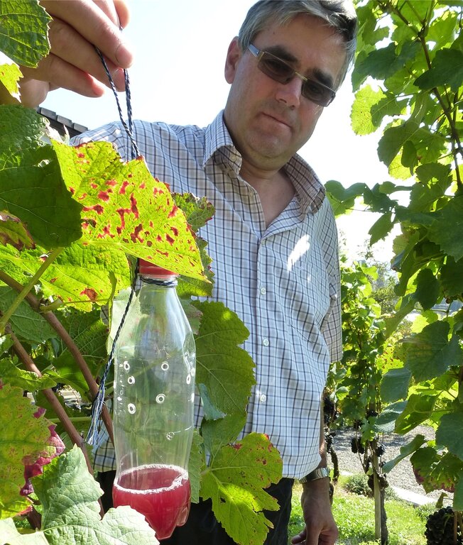 Kellermeister Meinrad Steimer montiert Fallen für die Kirschessigfliegen an den Rebstöcken.Die befallenen Beeren verfärben sich rot und es entwickelt sich Essigsäure; roter Saft tritt aus.Die Männchen der Kirschessigfliege sind am schwarzen Punk Kellermeister Meinrad Steimer montiert Fallen für die Kirschessigfliegen an den Rebstöcken.Die befallenen Beeren verfärben sich rot und es entwickelt sich Essigsäure; roter Saft tritt aus.Die Männchen der Kirschessigfliege sind am schwarzen Punkt auf den Flügeln zu erkennen.Befallene Trauben.