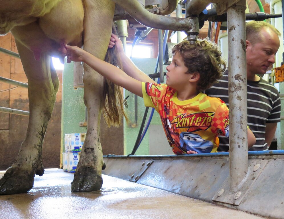 Woher die Milch kommt, wissen die Schulkinder. Aber ein Euter haben viele zum ersten Mal angefasst.
