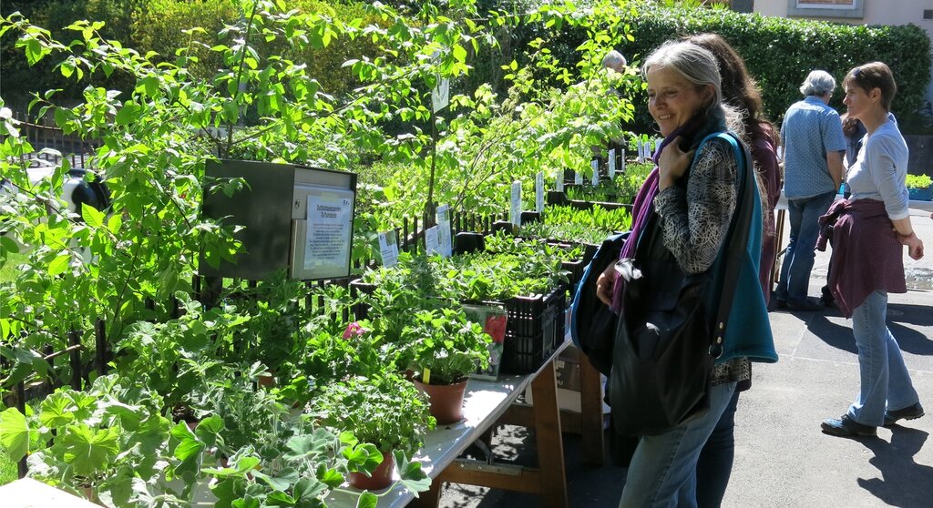 Pflanzen und Kräuter am Stand vom Naturschutzverein Spreitenbach/Killwangen.

