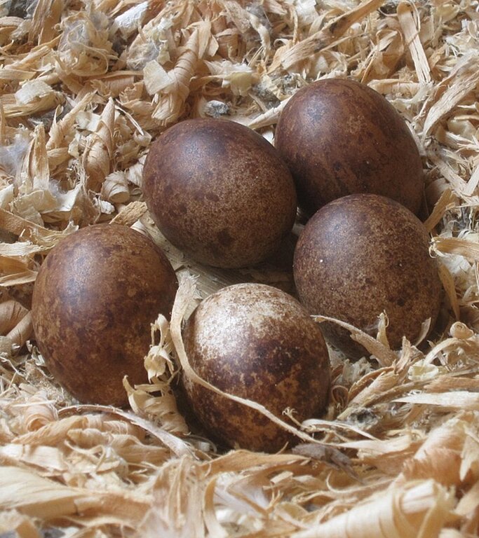 Fünf Eier lagen im Gelege.