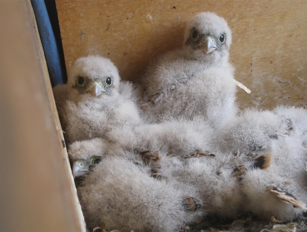 Vier junge Turmfalken sind ausgeschlüpft und wachsen heran. Fotos: zVg
