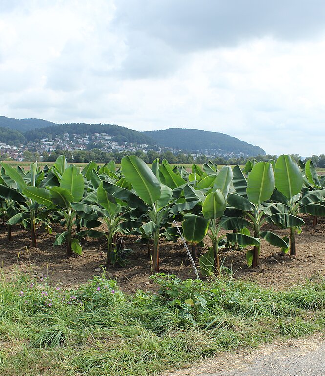 Ein Feld voller Bananenstauden neben den Spreitenbacher Familiengärten.
